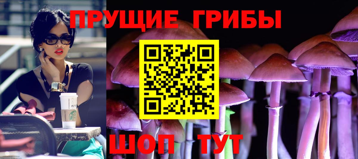 Галлюциногенные грибы Psilocybe Ртищево